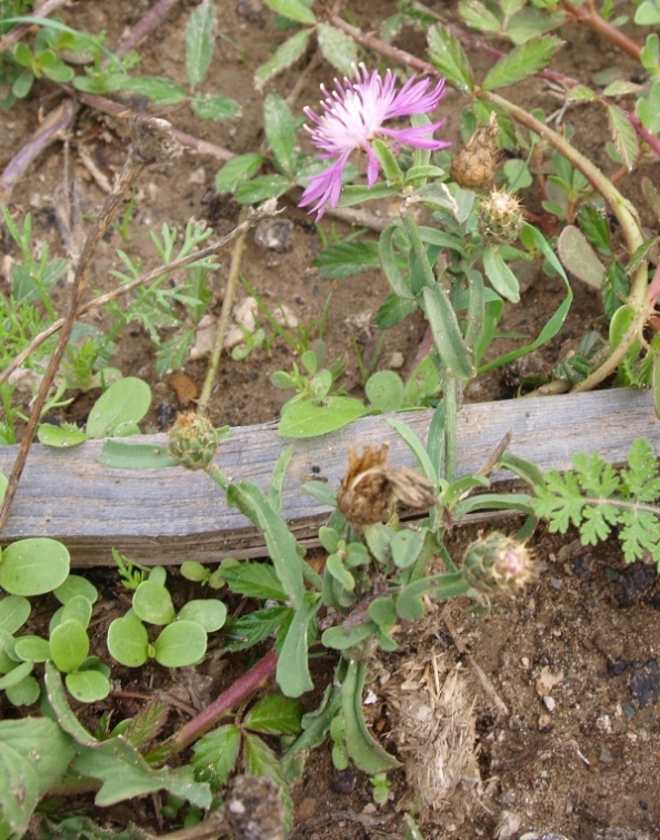 Centaurea sp.